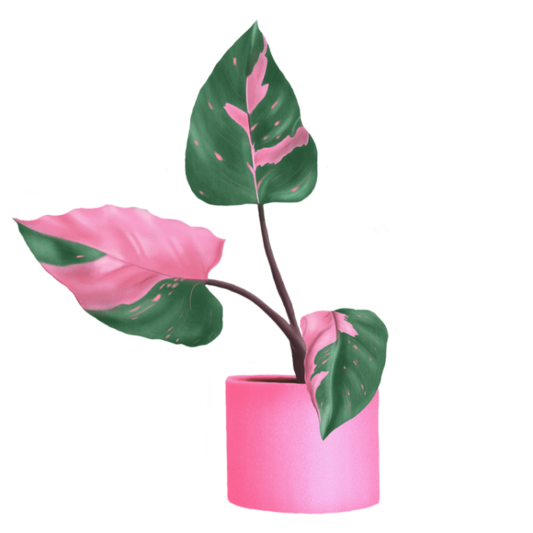 Pink Plant