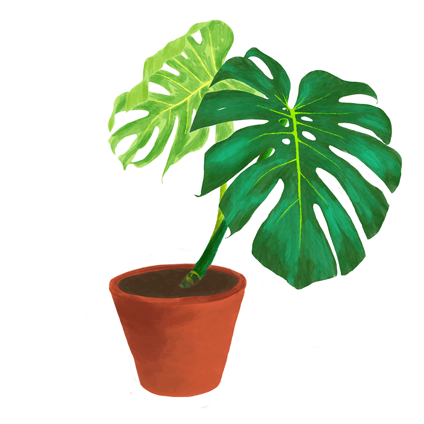 Plant